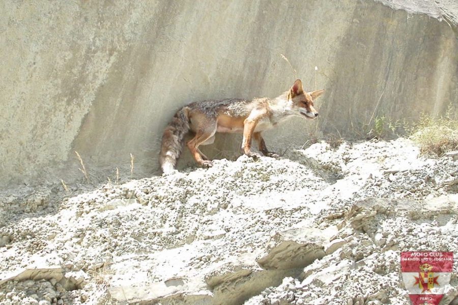 Foto Diga di Ridragoli 2005