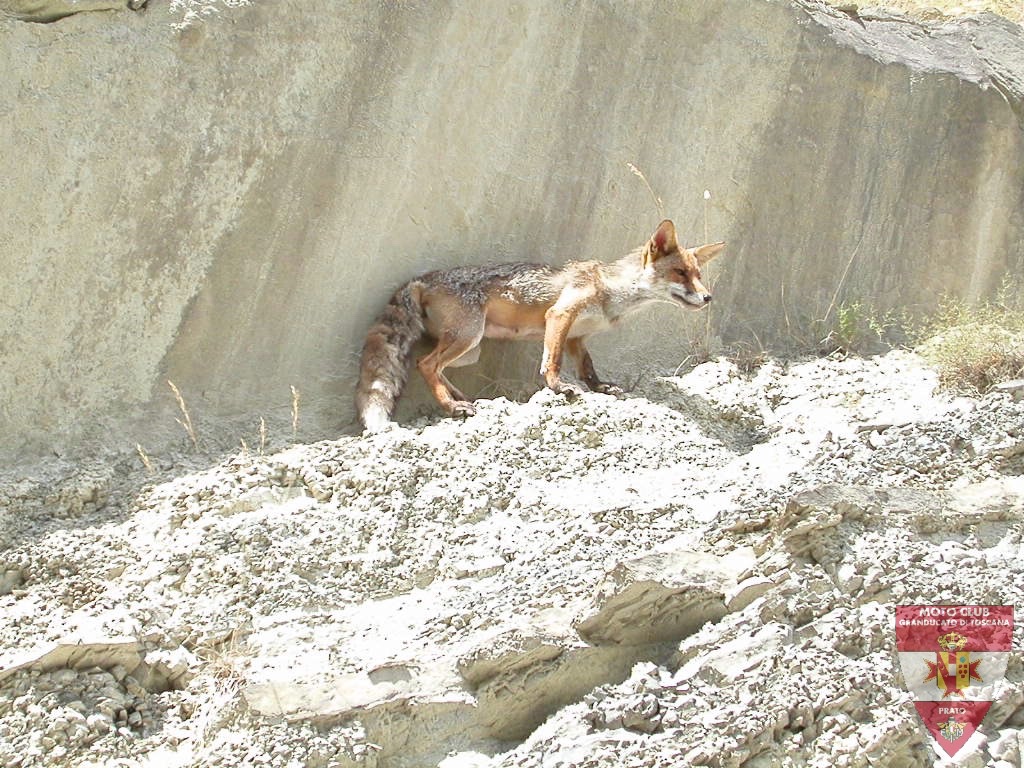 Foto Diga di Ridragoli 2005