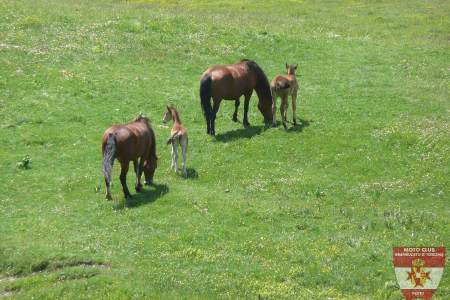 Foto Gita Monte Nerone 2012